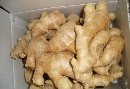 Традиционная лекарственная трава Паоцзян, приготовленная из корневищ имбиря