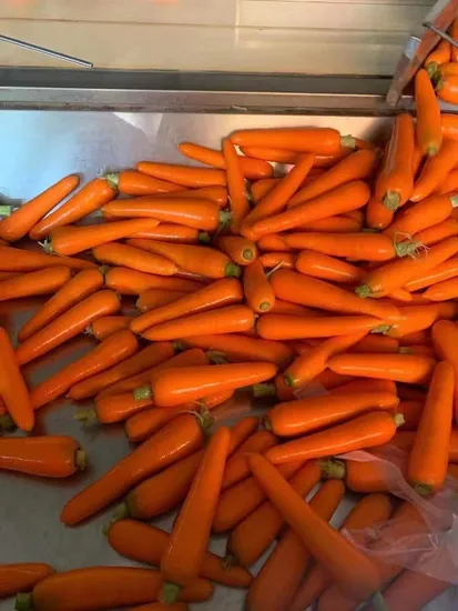 Морковные полоски IQF высшего качества и замороженные овощи